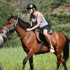 Horse Safari